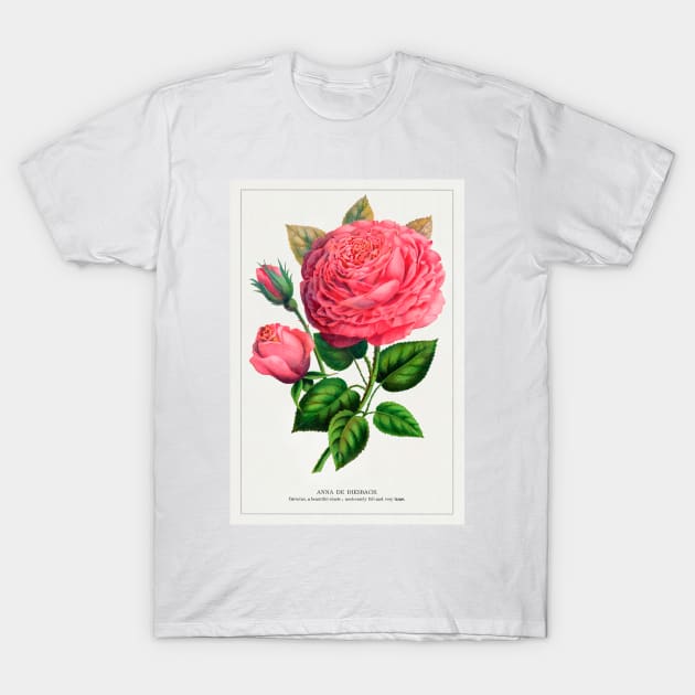 Pink rose, Anna De Diesbach lithograph (1900) T-Shirt by WAITE-SMITH VINTAGE ART